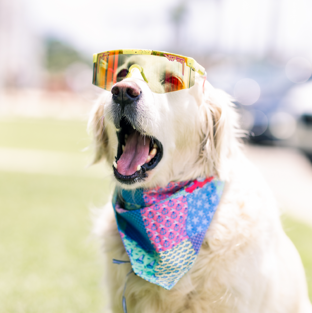 Shades Dogs with sunglasses