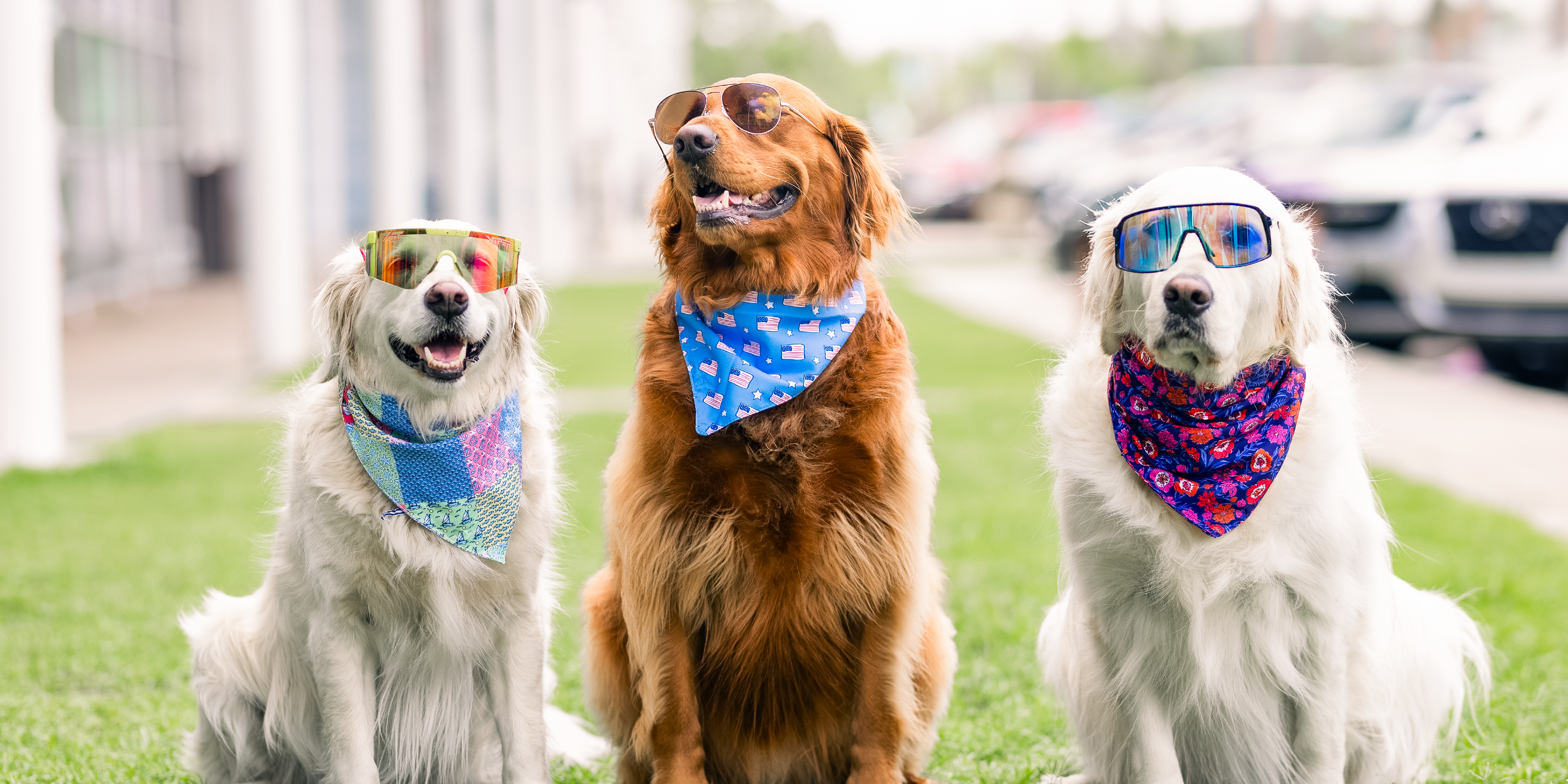 Shades Sunglasses Dogs